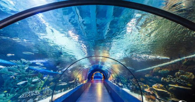 Antalya Akvaryum Rent A Car